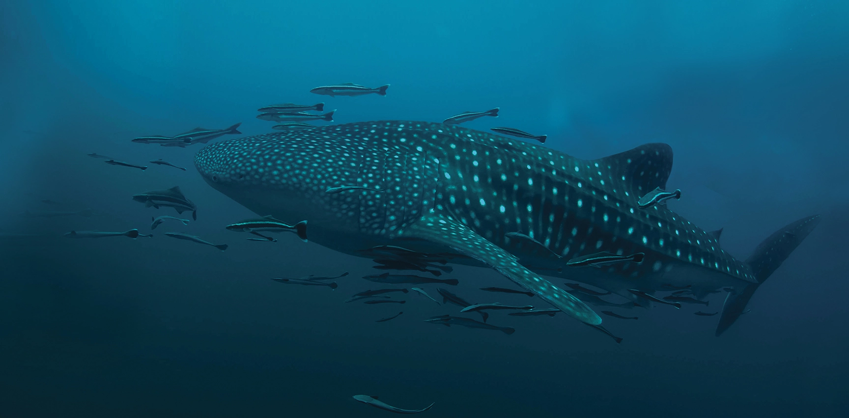 imagen home banner desktop